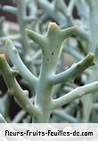 Fleurs-Fruits-Feuilles d'euphorbia stenoclada_silver_thicket