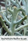 Fleurs-Fruits-Feuilles de euphorbia stenoclada_silver_thicket