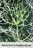 Fleurs-Fruits-Feuilles d'euphorbia tirucalli