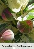 Fruit de ficus aspera