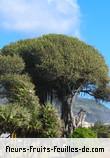 Fleurs-Fruits-Feuilles de ficus benghalensis