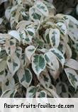 Feuilles de ficus benjamina