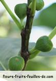 Fleurs-Fruits-Feuilles de ficus carica