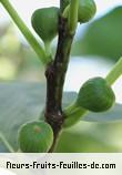 Fleurs-Fruits-Feuilles de ficus carica