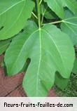 Feuilles de ficus carica