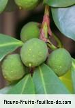 Fleurs-Fruits-Feuilles de ficus cyathistipula