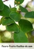 Fleurs-Fruits-Feuilles de ficus deltoidea