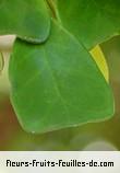 Feuilles de ficus deltoidea