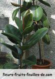Feuilles de ficus elastica