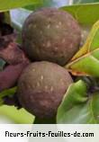 Fruit de ficus lyrata