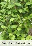 Fleurs-Fruits-Feuilles de ficus microcarpa