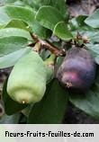 Fleurs-Fruits-Feuilles de ficus pumila