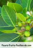 Fleurs-Fruits-Feuilles de ficus rubra