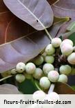 Fruit de ficus virens