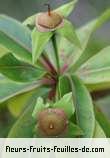Fruit de foetidia mauritiana