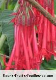 Fleurs de fuchsia boliviana