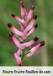 Fleurs de fumaria muralis