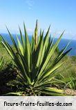 Feuilles de furcraea foetida