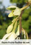 Fleurs de furcraea foetida
