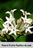 Fleurs de gaertnera vaginata