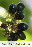 Fruit de gaertnera vaginata