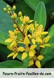 Fleurs de galphimia glauca