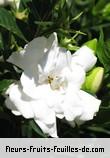 Fleurs-Fruits-Feuilles de gardenia augusta