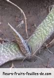 Feuilles de gasteria species