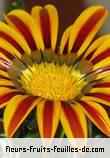 Fleurs-Fruits-Feuilles de gazania species