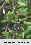 Fleurs-Fruits-Feuilles de geniostoma borbonicum