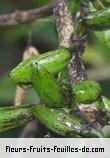 Fruit de geniostoma borbonicum