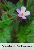 Fleurs-Fruits-Feuilles de geranium robertianum