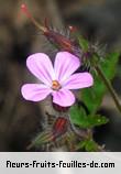Fleurs de geranium robertianum