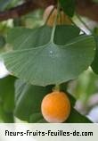 Fleurs-Fruits-Feuilles de ginkgo biloba