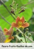 Fleurs de gmelina arborea