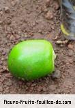 Fruit de gmelina arborea