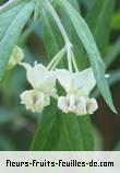 Fleurs de gomphocarpus physocarpus