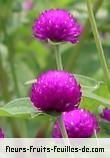 Fleurs-Fruits-Feuilles de gomphrena globosa