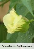 Fleurs-Fruits-Feuilles de gossypium species