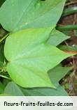 Feuilles de gossypium species