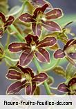 Fleurs de grammatophyllum scriptum