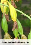 Fruit de grammatophyllum scriptum