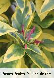 Fleurs de graptophyllum pictum
