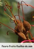 Fruit de grevillea banksii