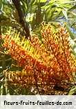 Fleurs de grevillea robusta