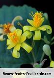 Fleurs de grewia asiatica
