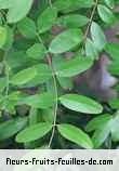 Fleurs-Fruits-Feuilles de gymnosporia pyria