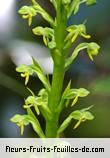 Fleurs-Fruits-Feuilles de habenaria praealta