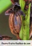 Fruit de habenaria praealta