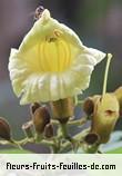 Fleurs-Fruits-Feuilles de haplophragma adenophyllum